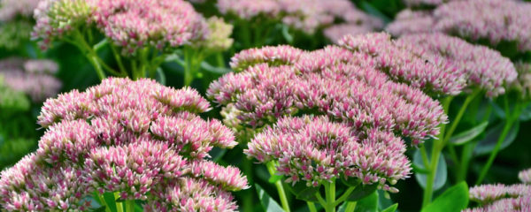 Sedum